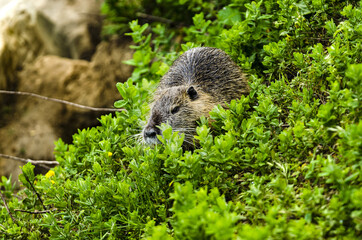 Selective focus shot of an otter sitting on the grass-covered meadow
