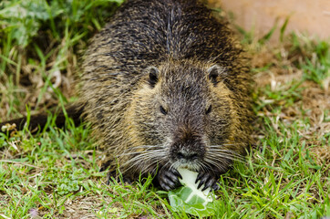 Closeup shot of an otter eating a plant on a grass-covered meadow