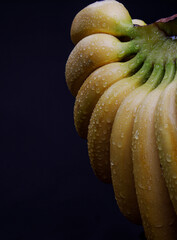Beautiful large bunch of ripe bananas with drops of water on the peel.
