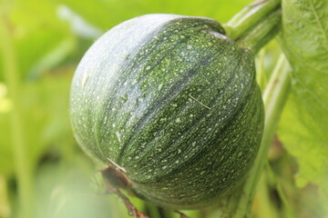 green pumpkin on the vine