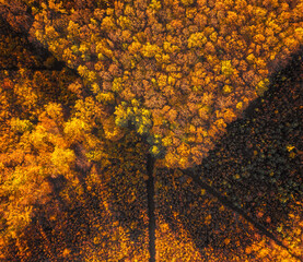 Aerial autumnal scene in the forest