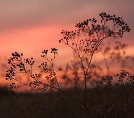 Obraz premium sunset in the forest