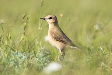 Isabelline wheatear is standing in the grass. Beautiful morning light. Full-length portrait of a bird.