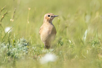 Isabelline wheatear is standing in the grass. Beautiful morning light. Full-length portrait of a bird.