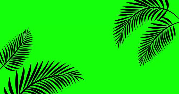 4K Stock video animated footage, green screen background, tropical tree branch, leaves moving in wind. 2d Seamless loop animation, Isolated Palm leafs, realistic plant, swaying leaf shadow silhouette 