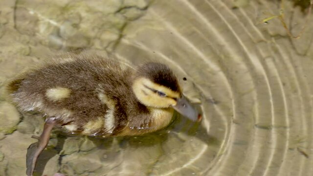 Close up of cute little duck swimming in clear water of lake in summertime - 4k slow motion shot