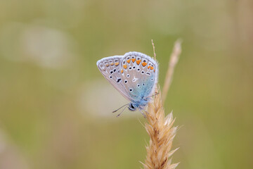Male common blue butterfly (Polyommatus icarus) on a dry blade of grass.