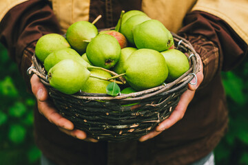 Pears in a basket in the hands of a man. Environmental products. Organic.