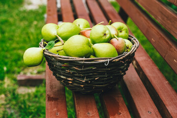 Pears in a basket in the garden. Environmental products. Organic.