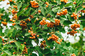 Orange berries on a tree. Hawthorn berries.