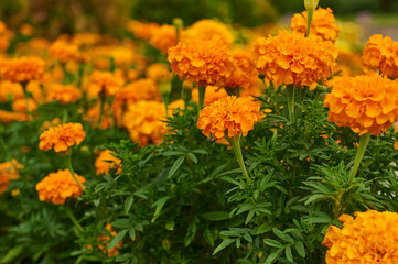 Orange tagetes on the flower bed