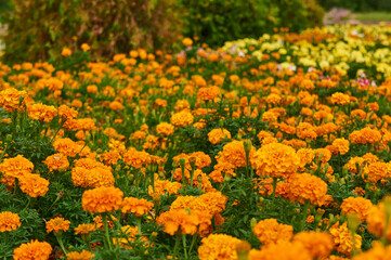 Yellow and orange tagetes on the flower bed