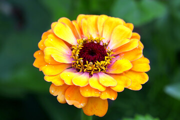 Blüte, Blume, Blüten