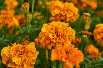 Orange tagetes on the flower bed