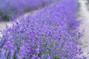 Obraz premium bushes of blooming lavender close-up as a background