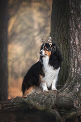 A cute tricolor australian shepherd dog with shiny toy antlers on his head standing with his front paws on the roots of a tree and looking to the side against the backdrop of a frosty winter landscape