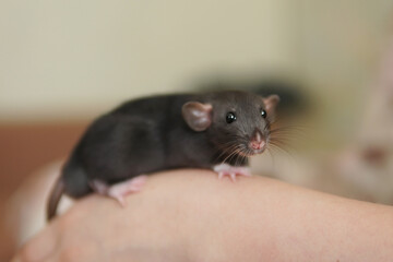 gray little rat on my arm