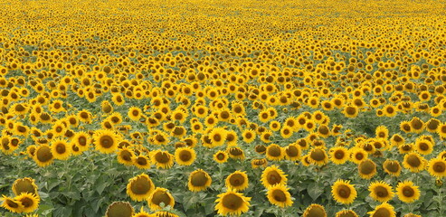 Sunflower field landscape / Sunflowers garden / Sunflower blooming / Sunflower natural background