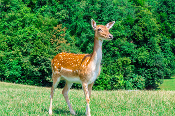 Naklejka na ściany i meble Closeup of deer on the green field. Deer farm in Olimje, Slovenia.