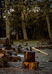 firewood in the forest