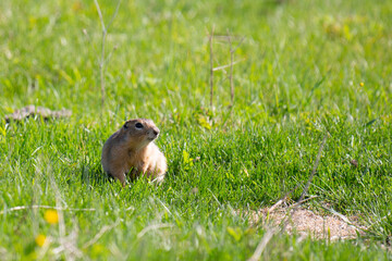 Gopher sits in the grass near the entrance to the hole