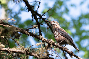 Spotted nutcracker sitting on a tree branch