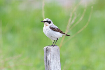 Male Northern wheatear sits on a stone