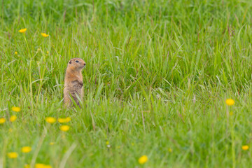 Gopher stands in the grass on a summer day