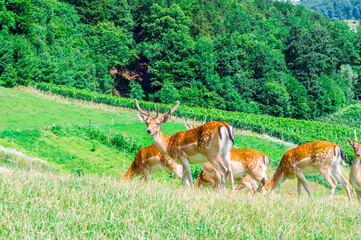 Herd of deer in field. Deer farm in Olimje, Slovenia.
