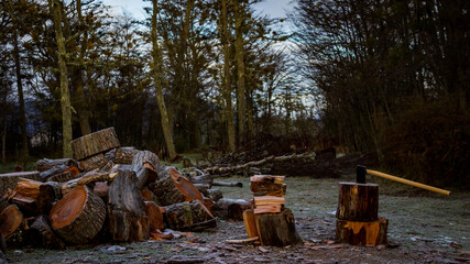 firewood in the forest