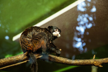 monkey sitting on a bench