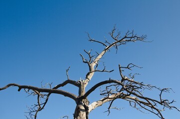arbol seco