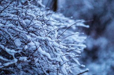 bush covered in snow