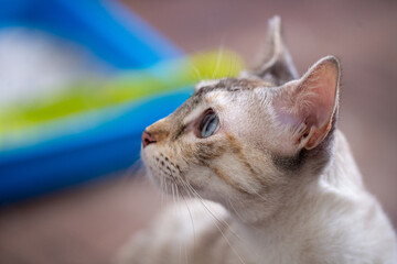 Mirada felina hacia el futuro