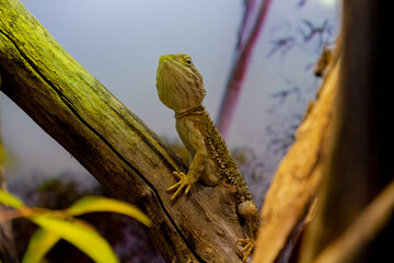 lizard on a branch