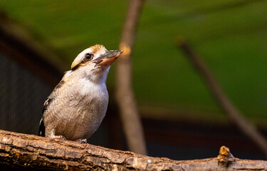 female cardinal on a branch