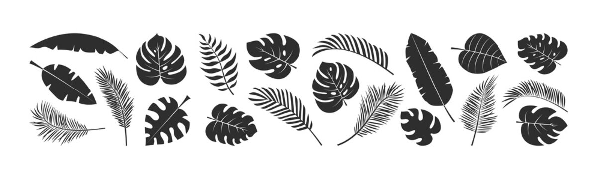 Palm leaf vector set, summer foliage, exotic jungle, black silhouettes isolated on white background. Tropic illustration