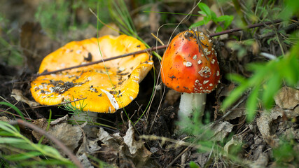 Non-edible mushrooms in their natural environment. Image with selective focus