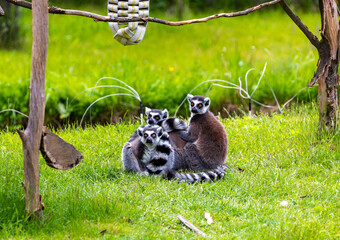 family of lemurs in the zoo
