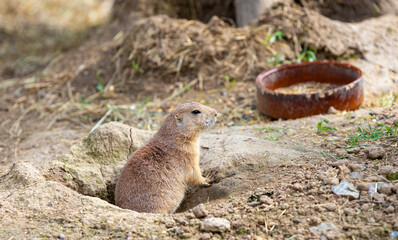 prairie dog on the ground