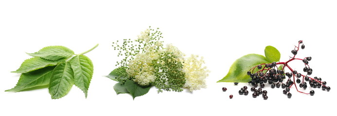 Set elder flower plant with elderberries and leaves isolated on white background