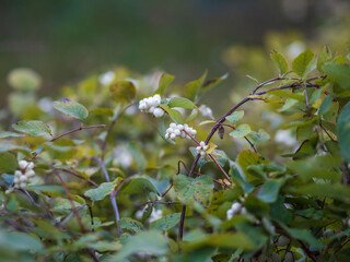 Snowberry shrub with white poisonous berries in autumn, also known as ghostberry and waxberry, popular ornamental garden plant