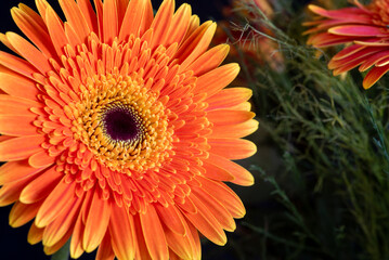 Orange beautiful fresh blooming gerbera daisy flower.