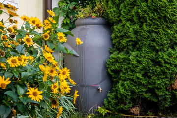Water tank connected to the gutter. Ecology, rainwater, saving the climate.
