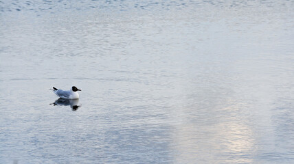 Black headed gull