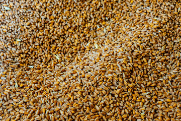 Wheat grain as background texture
