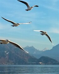 Fototapeta na wymiar Gulls flying over mountain lakes