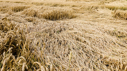Champs de blé abîmé par la pluie