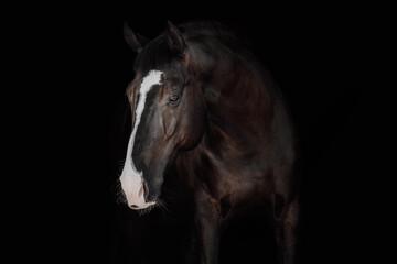 Fototapeta na wymiar Portrait black horse black background