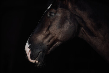 Portrait black horse black background